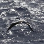 Fou masqué qui survole le bateau