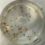 Gasteropodes (Litiopa melanostoma)