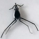 Notre fameux insecte, l'Halobates