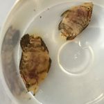 Juvéniles de croupia pris dans les échantillons de Sargasses