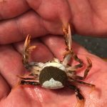 Un crabe, plein d'oeuf