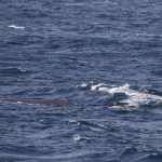 Aperçu des 3 cachalots