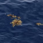 Les premières Sargasses