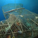 Nasse de pêche posée dans le fond
