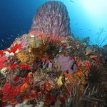Diversité des éponges et des coraux