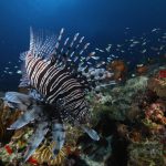 Poisson lion (Pterois volitans)