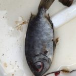 Poisson pris au piège dans l'osmoseur du bateau