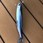 Encore un poisson volant échoué ce matin