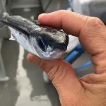 Notre fameux poisson volant, de face