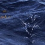 Poissons volants observés pendant la navigation