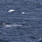 Queues des cachalots