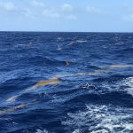 Filament de Sargasses