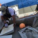 Récolte des Sargasses grâce au filet Manta