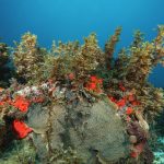 De nombreuses Sargasses benthiques