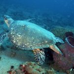 Une imposante tortue marine !