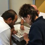 Tri attentif de la macrofaune des Sagrasses