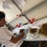 Sophie trie les Sargasses en labo