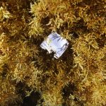 Pot en pastique enfoui dans les Sargasses