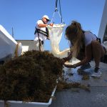 Une belle récolte de Sargasses !