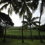 Visite de l'Habitation Clément