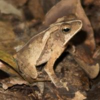 Crapaud feuille © Thomas CHANGEUX