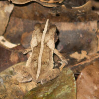 Crapaud feuille © Thomas CHANGEUX