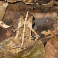 Crapaud feuille © Thomas CHANGEUX