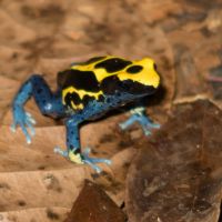 Dendrobate à Tapirer (Dendrobates tinctorius) © Thomas CHANGEUX