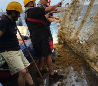 Récupération des Sargasses sur le filet