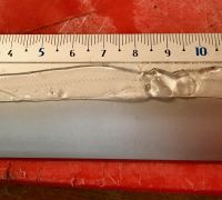 Larve leptocephale d'anguille