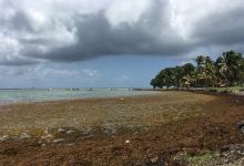 Pendant ce temps, les Sargasses envahissent la plage du Vauclin en Martinique
© Patrick Queneherve