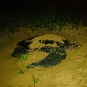 Tortue Luth © Thierry THIBAUT