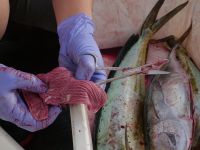 Analyse du contenu stomacal des poissons