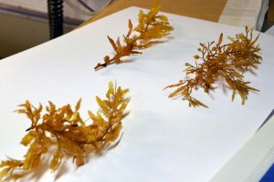 Différentes espèces ?