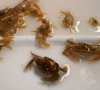 Crabes nageurs des sargasses