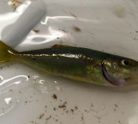 Comète saumon (Elagatis bipinnulata)