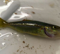 Comète saumon (Elagatis bipinnulata)