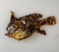 Poisson grenouille (Histrio hitrio) des Sargasses