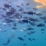 Un banc de baliste (Canthidermis sufflamen) à l'ombre des radeaux