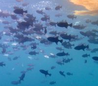 Un banc de baliste (Canthidermis sufflamen) à l'ombre des radeaux