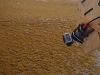 Mesure de la réflectance des Sargasses.