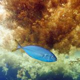 Mystère sous le radeau