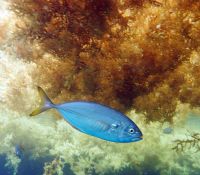 Mystère sous le radeau