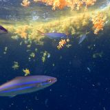 Comète saumon (Elagatis bipinnulata) sous l'obscurité du radeau