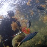 Pêche sous le radeau