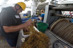 Des espèces inféodés aux Sargasses ?