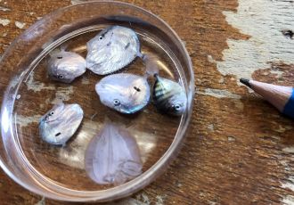 Divers petits poissons ronds vivant au milieu des Sargasses.