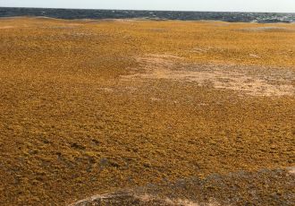 Le fameux radeau de Sargasses