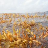 Sargasses à la surface de l'eau