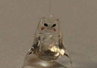 Les squilles (Squilla mantis) ou « crevettes-mantes »